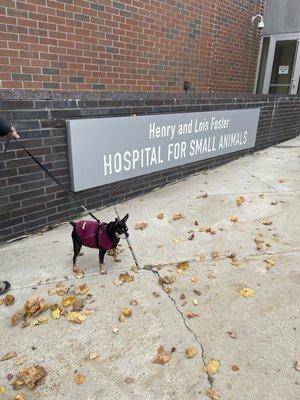 Cummings School of Veterinary Medicine at Tufts University