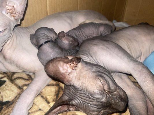 Sanpete Veterinary Service