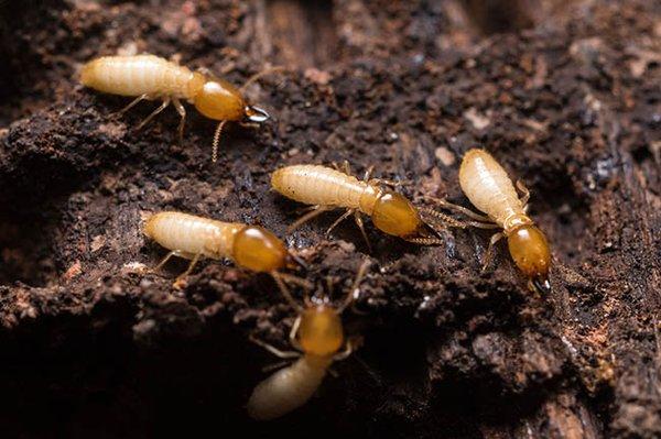 Coastal Termite And Pest Control