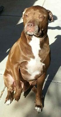 This is the love of my life his name is Prince