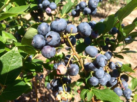 RFP Nursery Lanoka Harbor