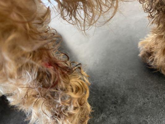 Miami's Pet Grooming