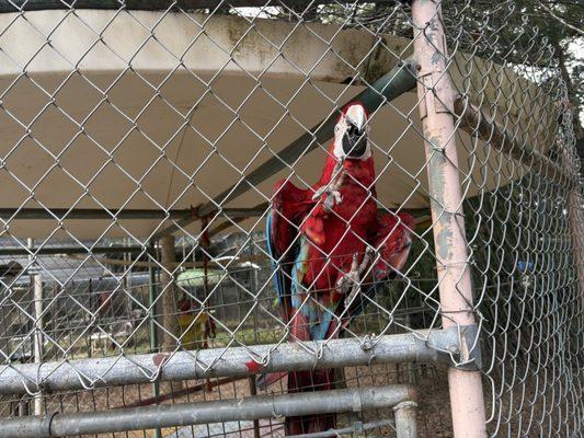 Uncle Sandy's Macaw Bird Park