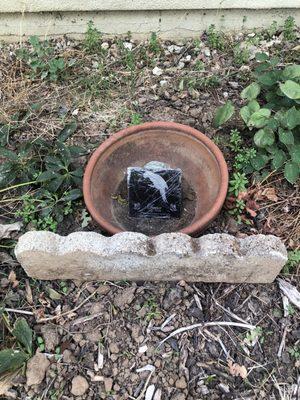 Avian Health Services-Jeanne Smith DVM