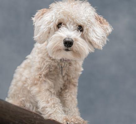 redondo beach dog hope