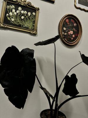 The Midnight Apothecary Salon