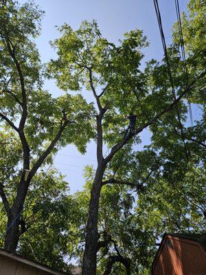 Curtsinger's Tree Service