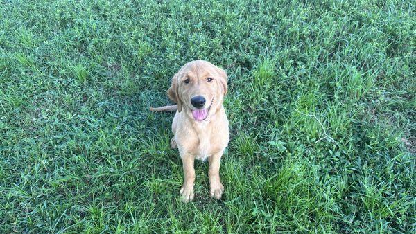 K9 Calisthenics Dog Training