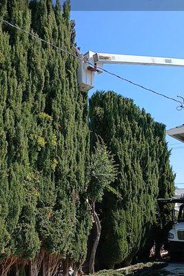 Liberty Tree Service