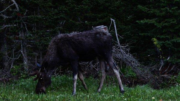 Whisper Flyte Productions