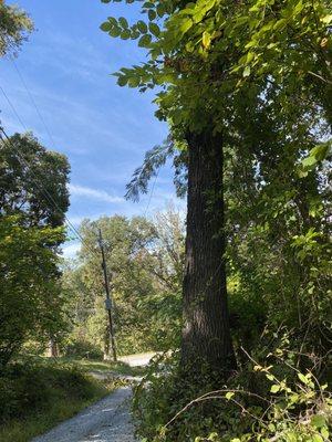 Clearview Tree and Landscaping Services