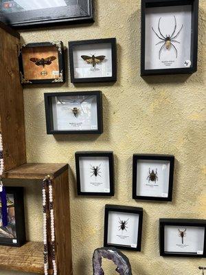Insects in glass frames.
