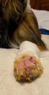 This is what resulted from the staph infection. Our puppy may still lose his paw.