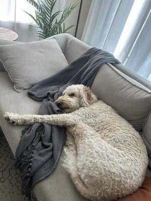 Mongrel Makeover Dog Groomer