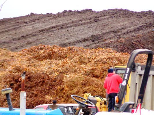 we take in leaves in bulk