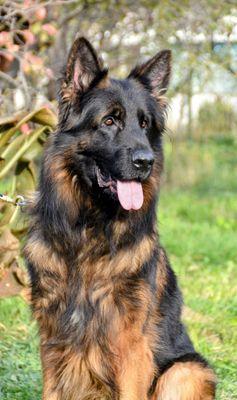Von Dawn German Shepherd's