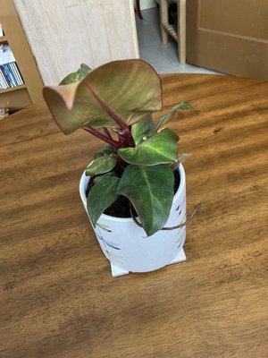 Red Moon philodendron from Feral Flora