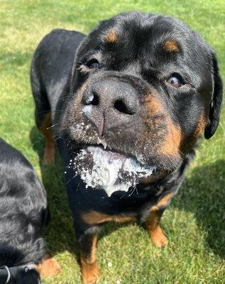 Petropolis Boutique and Pet Services