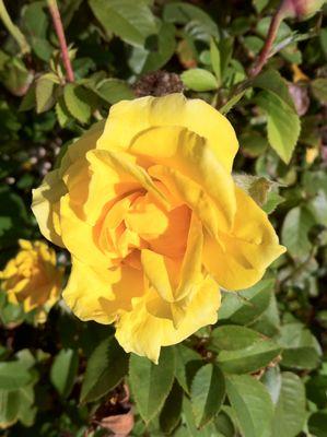 Texas Retina Associates