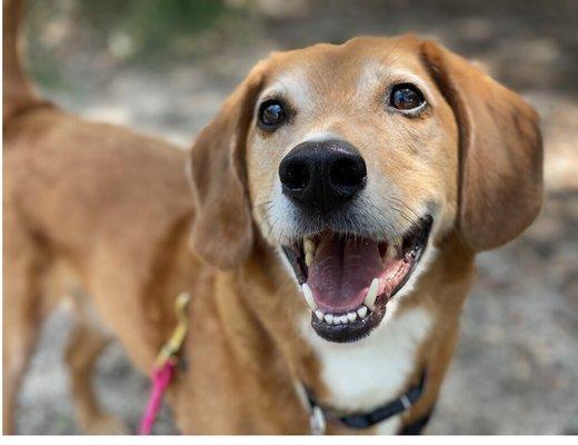 Barkside Behavior and Training