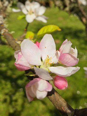 Peach blossom