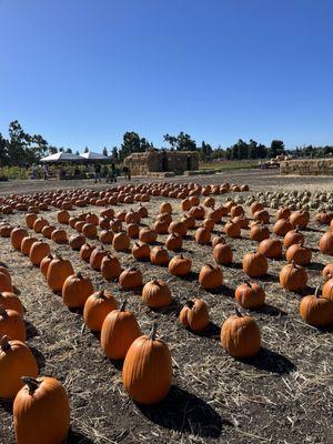Ardenwood Farms Harvest Festival
