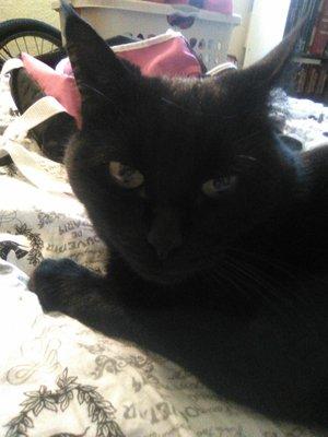 Minni Minni my hungry kitty for whom I'm trying to recycle to feed her today. What's up with Bigfoot recycling red bluff no answer on phone