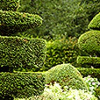 Upright Landscape And Tree Care