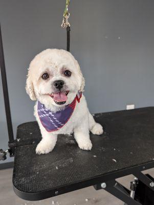 Ollie got a mini groom