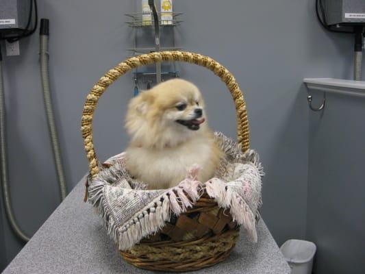 Ms. Wiggles....so cute!!!! We love her at Dirty Dogs