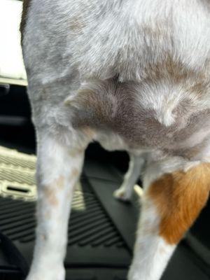 Great Neck Pet Grooming