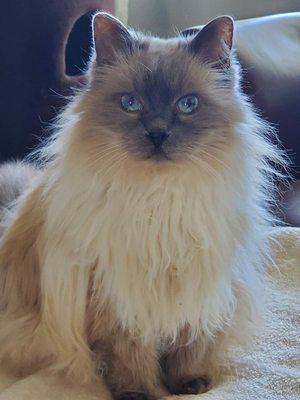 Animal Hospital of Falcon