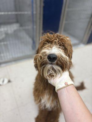 Paws and Tails in Motion