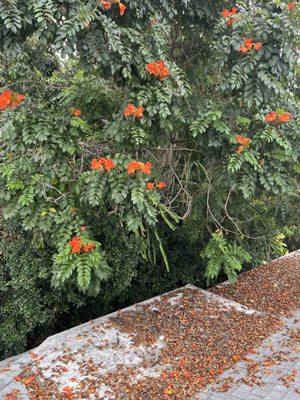 Kahekili Tree Trimming & Landscape