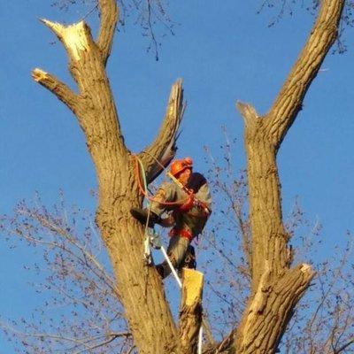 Jorgenson Tree Service