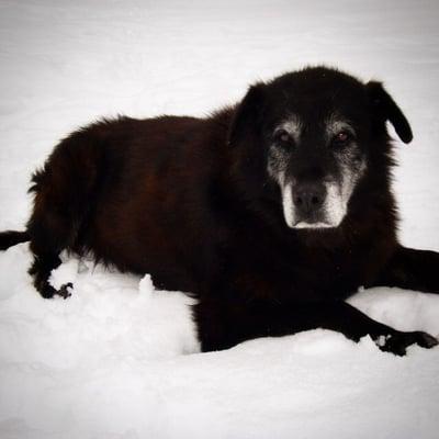 Max, the inspiration for Wakin' Up Waggin'.