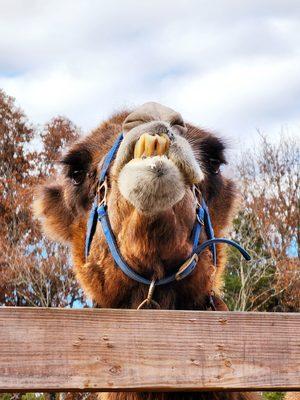 Hey! Hey you! Can you recommend an orthodontist who makes house calls? :)