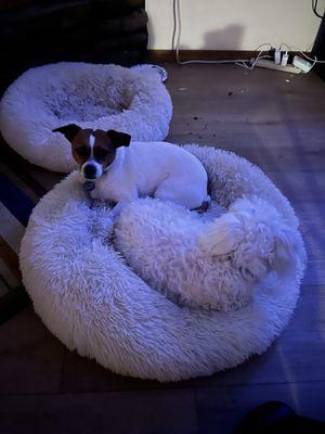 Luna & Molly
