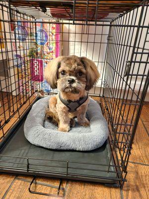 Bit O'Blarney Pet Services