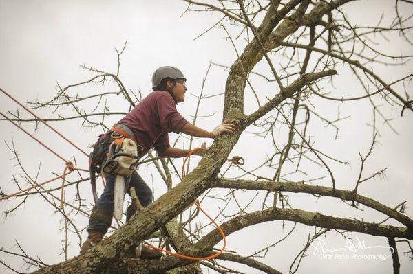 Castro Lawn & Tree Care