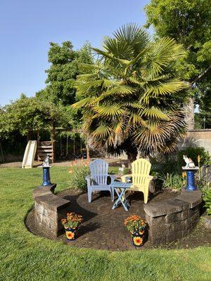 Palm tree before it was trimmed.