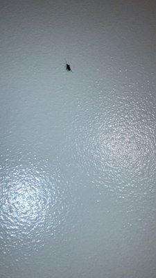 Magic Carpet Motor Inn