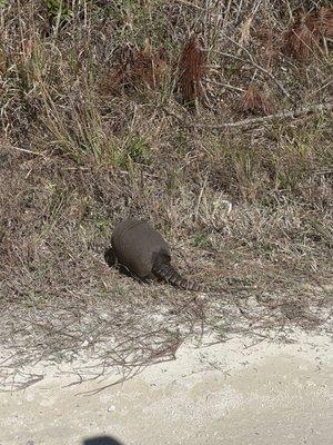 Armadillo feeding along the road