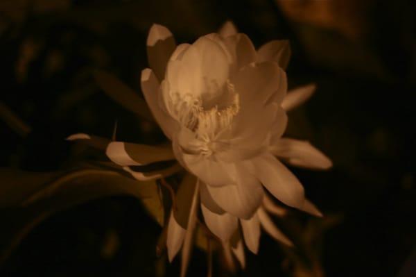 Vespertine Photography