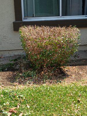 Andre Landscape Service