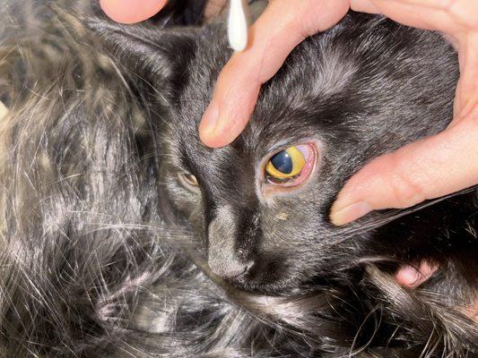 Animal Clinic and Hospital