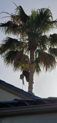 Trimming Fan palms today