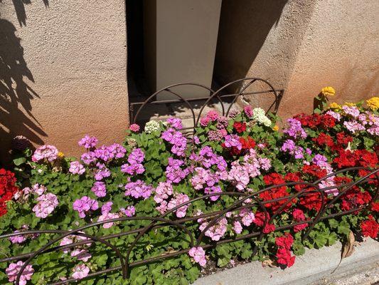 Gorgeous flowers nearby