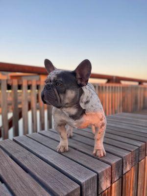 Spiro Veterinary Clinic