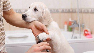 Galesburg Pet Grooming